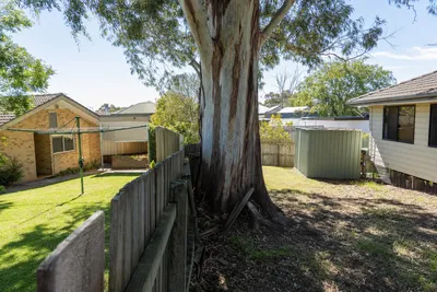 Boundary tree growing on a shared fence line in Adelaide