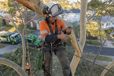 Qualified arborist working with a two rope climbing system in a backyard eucalyptus in Adelaide
