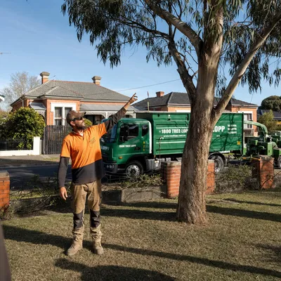 Tree Removal pricing in Adelaide