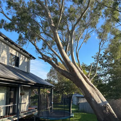 Before: River red gum lean over a bluestone roof, Adelaide