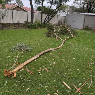 Before: Storm limb across a driveway, Adelaide