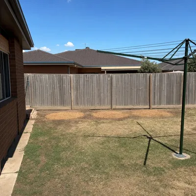 After: Olive grove thinning along a back fence, Adelaide