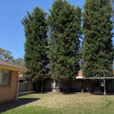 Before: Olive grove thinning along a back fence, Adelaide