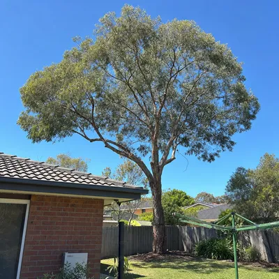 After: Crown reduction over a pool cabana, Adelaide