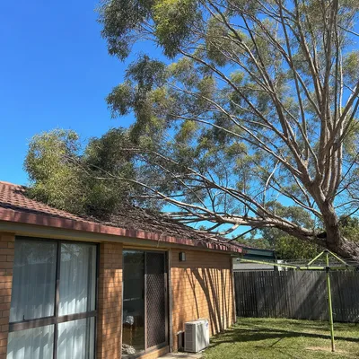 Before: Crown reduction over a pool cabana, Adelaide