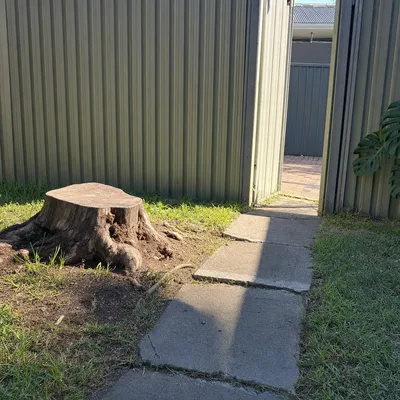 Before: Old stump in a tight courtyard, Adelaide
