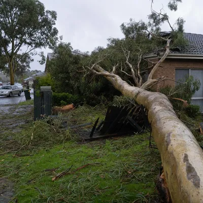 Emergency Tree Services services in Adelaide by local qualified arborists