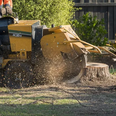 Stump Grinding services in Adelaide by local qualified arborists